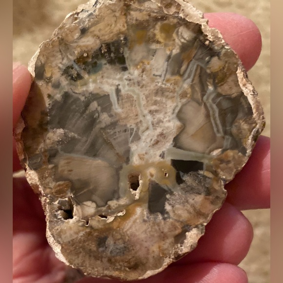 Petrified Wood Slice - Picture 8 of 10